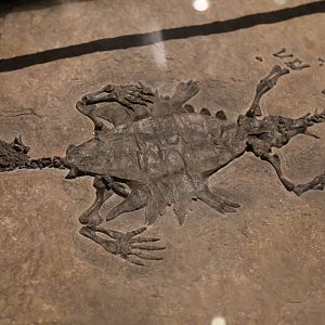 Odontochelys semitestacea, Paratype (IVPP V13240)