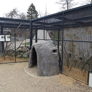 Amerika-Tierpark: InkaLand - cavy, Chacoan mara and Californian quail