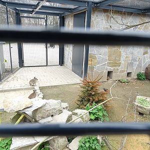 Amerika-Tierpark: InkaLand - cavy, Chacoan mara and Californian quail