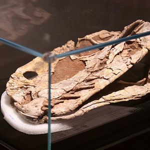 Sinosaurus triassicus Skull (LFKL 004)