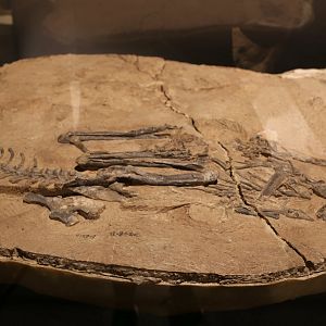 Limusaurus inextricabilis, Holotype (IVPP V15923)