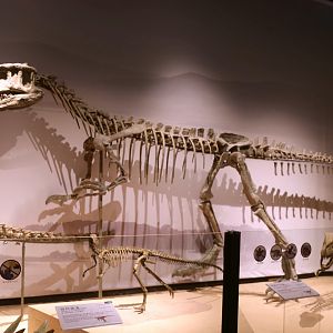 Szechuanosaurus campi, Cast