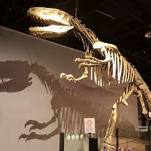 Yangchuanosaurus hepingensis