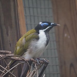 Blue-Faced Honeyeater
