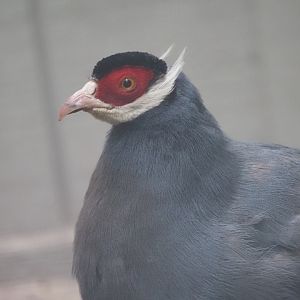 Blue-Eared Pheasant