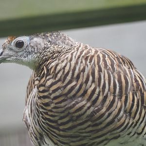 Lady Amherst's Pheasant (Female)