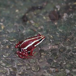 Anthony's Poison Arrow Frog