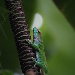 Madagascar Giant Day Gecko