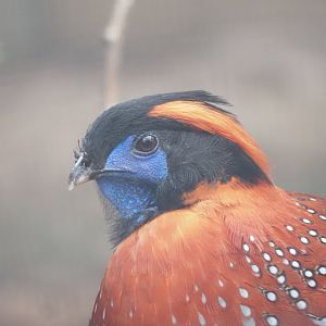 Temminck's Tragopan