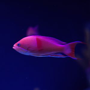 Red Belt Anthias (dominant male)