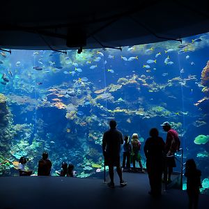 'Philippine Coral Reef' Main Window