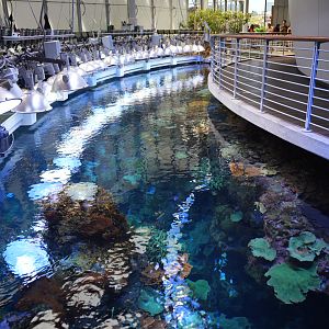 'Philippine Coral Reef' top-down view