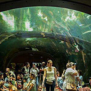 'Flooded Forest' Walk-through tunnel
