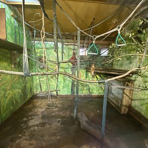 Colombian black spider monkey indoors