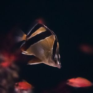 French Butterflyfish & Pugnose Basses