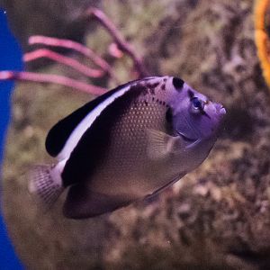 Griffis Angelfish