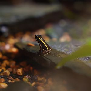 Lovely Poison Dart Frog