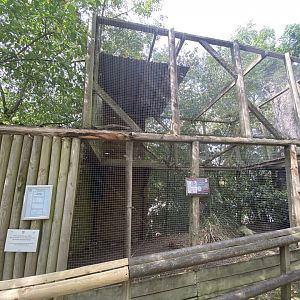 Northern hawk owl aviary