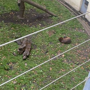 A very sleepy wolverine