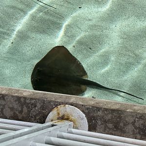 (likely) Mahogany maskray (Neotrygon varidens) in the Reef Lagoon