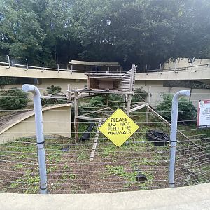 Arctic fox enclosure