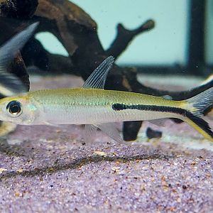 Slender Hemiodus (Hemiodus gracilis)