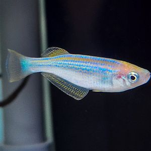Tanganyikan Killifish (Lamprichthys tanganicanus)