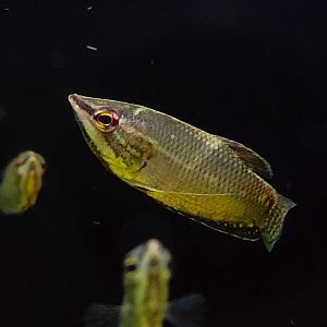 Samurai Gourami (Sphaerichthys vaillanti)