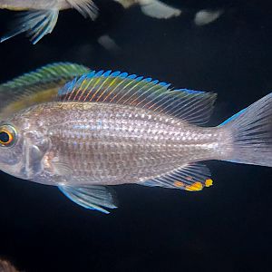 Malawi Firecrest (Copadichromis virginalis 'Firecrest')