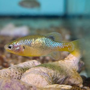 San Marcos Redtail Splitfin (Xenotoca doadrioi)