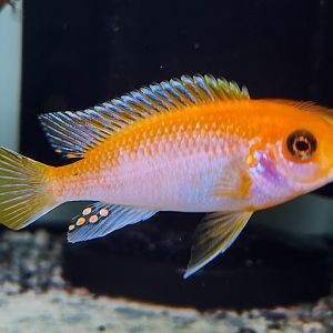 Sunflower Lab (Labidochromis sp. "hongi" Sunflower)