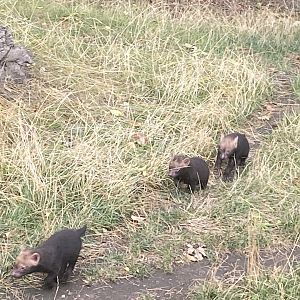 Bush dog pups image 1
