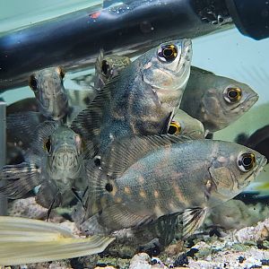 Mikolji's Oscar (Astronotus mikoljii)