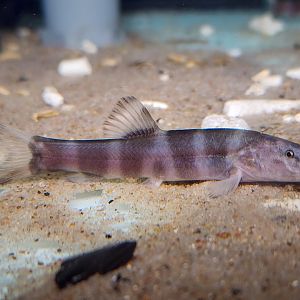 Imperial Flower Loach (Leptobotia elongata)