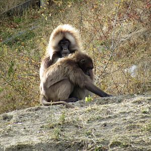 Gelada