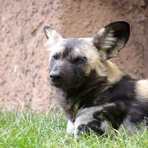 Painted dog