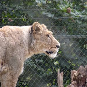 Asiatic lion