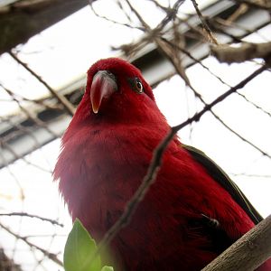 Yellow-backed chattering lory