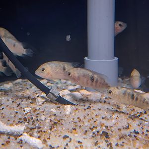 Panamanian "Neet" (Panamius panamensis var. Red)
