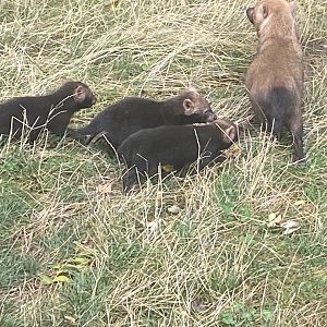 Bush dog pups image 2