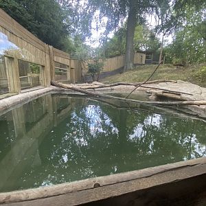 Bush dog pool