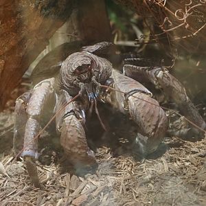 Coconut Crab
