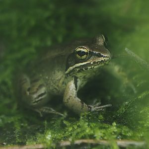 Wood Frog