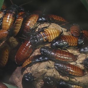 Madagascar Hissing Cockroaches