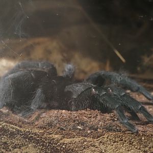 Brazilian Black Tarantula