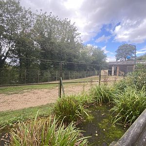 Giraffe paddock