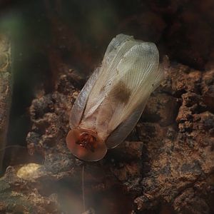 Discoid Cockroach