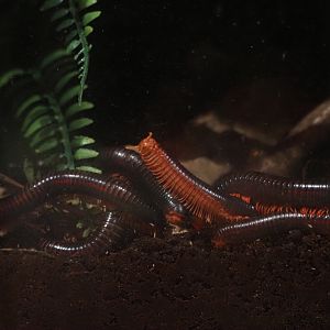 Red-Legged Millipede