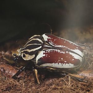 Goliath Beetle