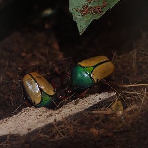 Jade-Headed Buffalo Beetles